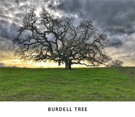 Burdell Tree